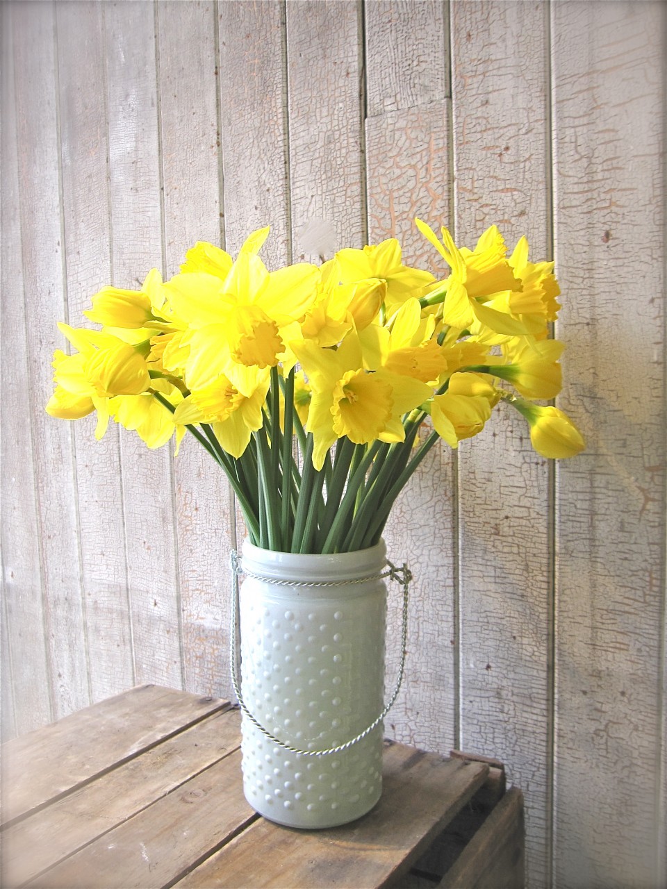 Jonquilles - Fleuriste UTOPIA Montréal